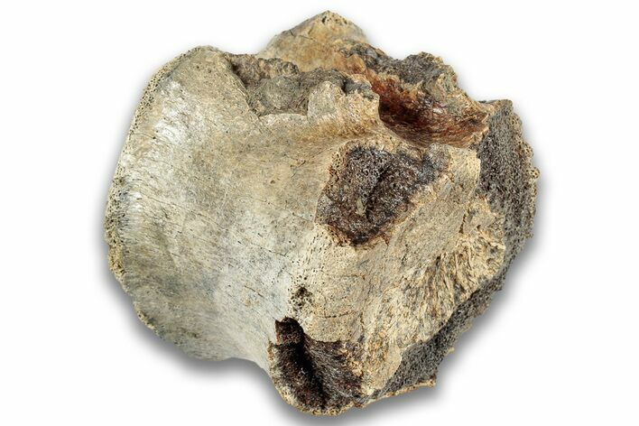 Hadrosaur (Edmontosaurus) Caudal Vertebra Centrum - Montana #324153